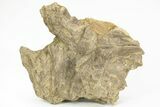 Fossil Xiphactinus Skull Bone With Vertebrae - Kansas #217313-2